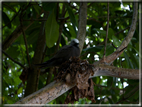 foto Flora e la Fauna alle Seychelles